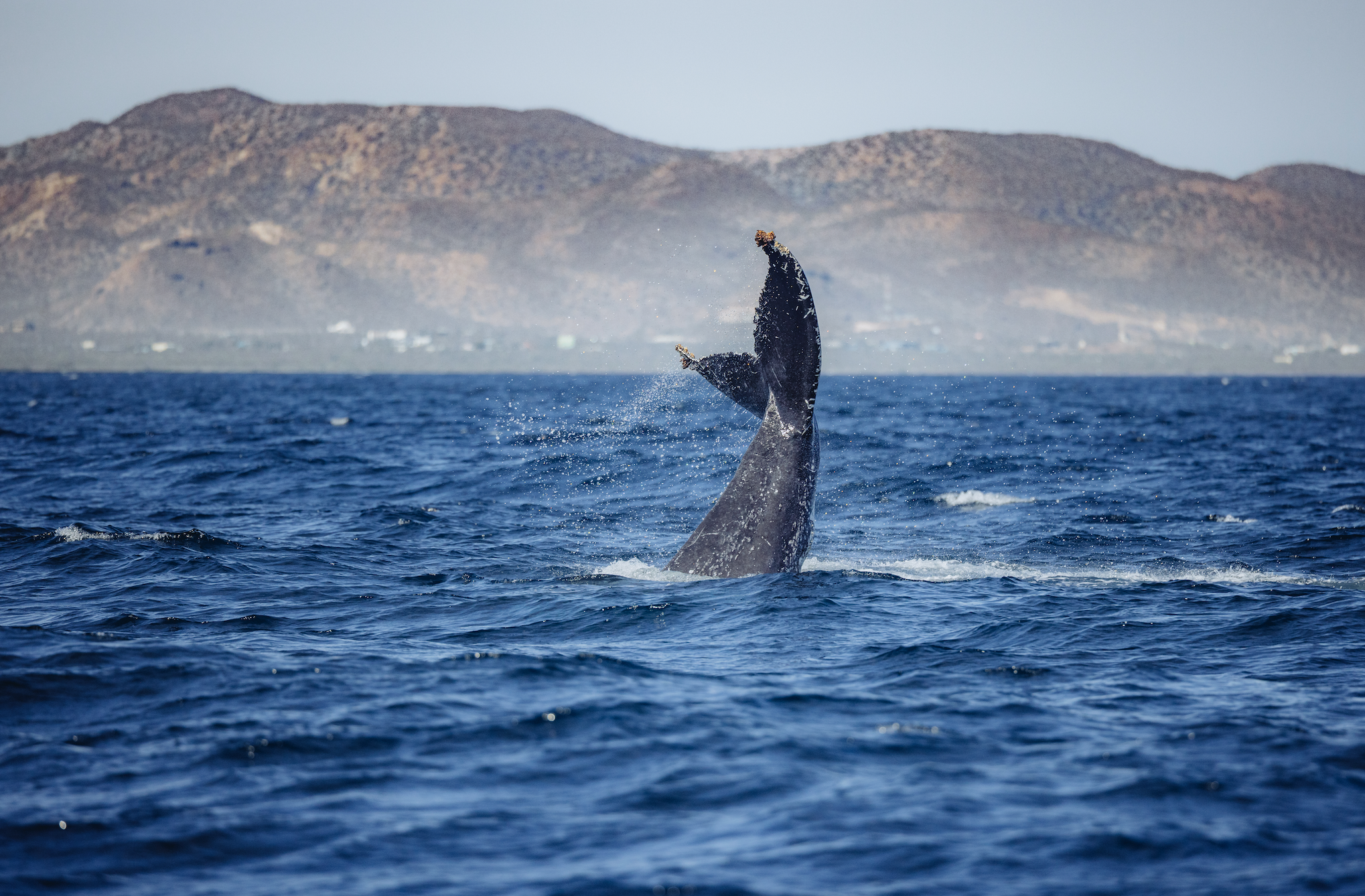 Baja and the Sea of Cortez: In Search of the Great Whales – with Smithsonian Journeys